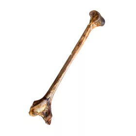 Strucc felezett lábszárcsont (Teomann)